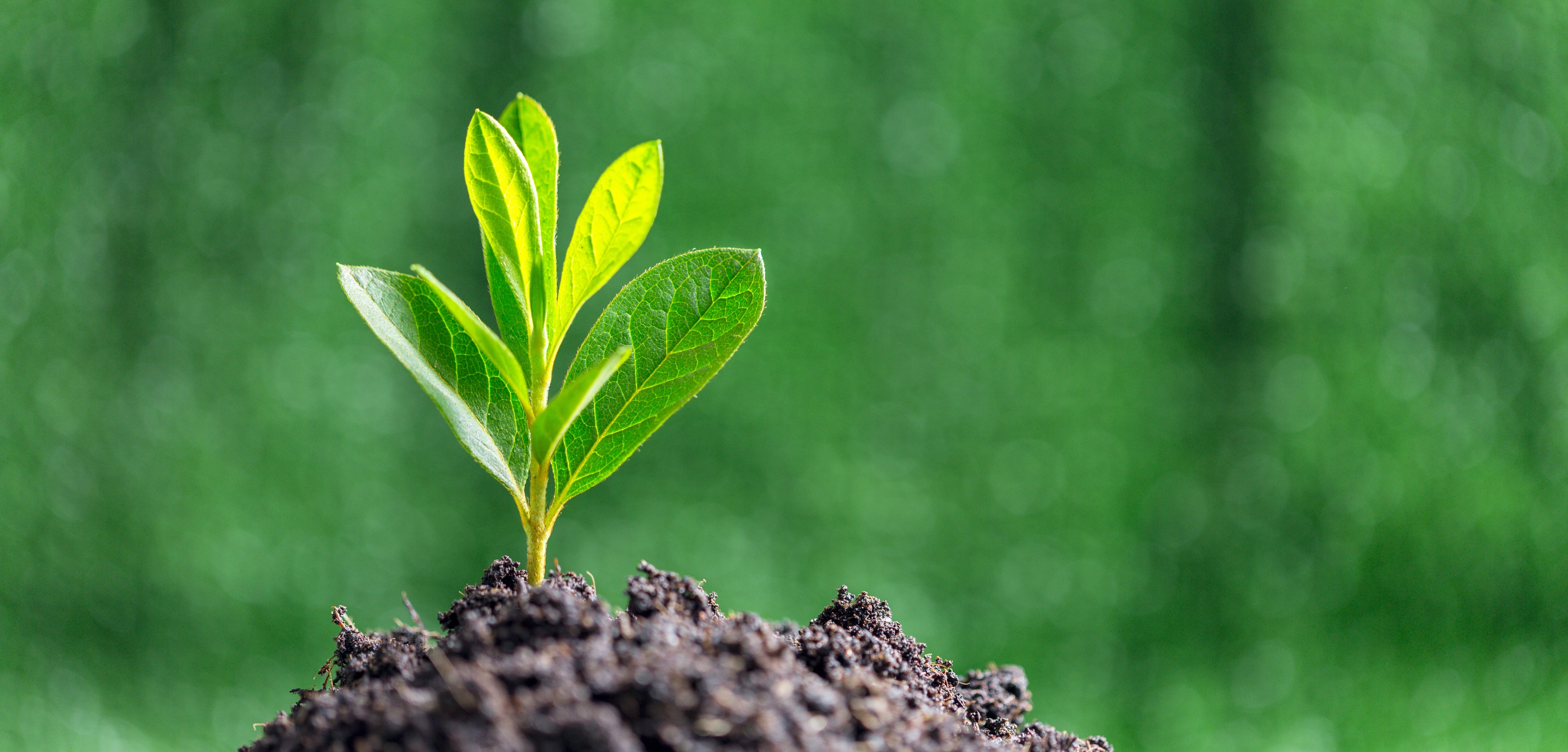 A imagem apresenta uma muda de planta em um punhado de terra, representando o Dia do Meio Ambiente.